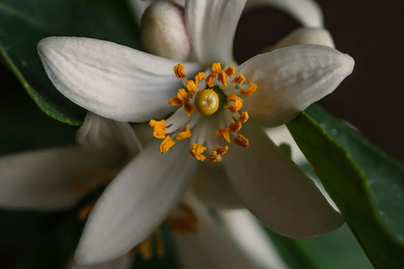 Flor branca de jasmim entre folhas